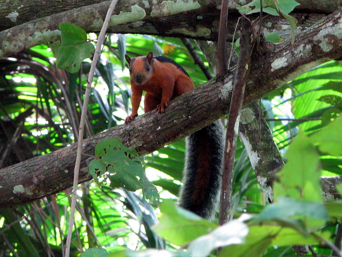 An exotic squirrel hiding in a tree.
