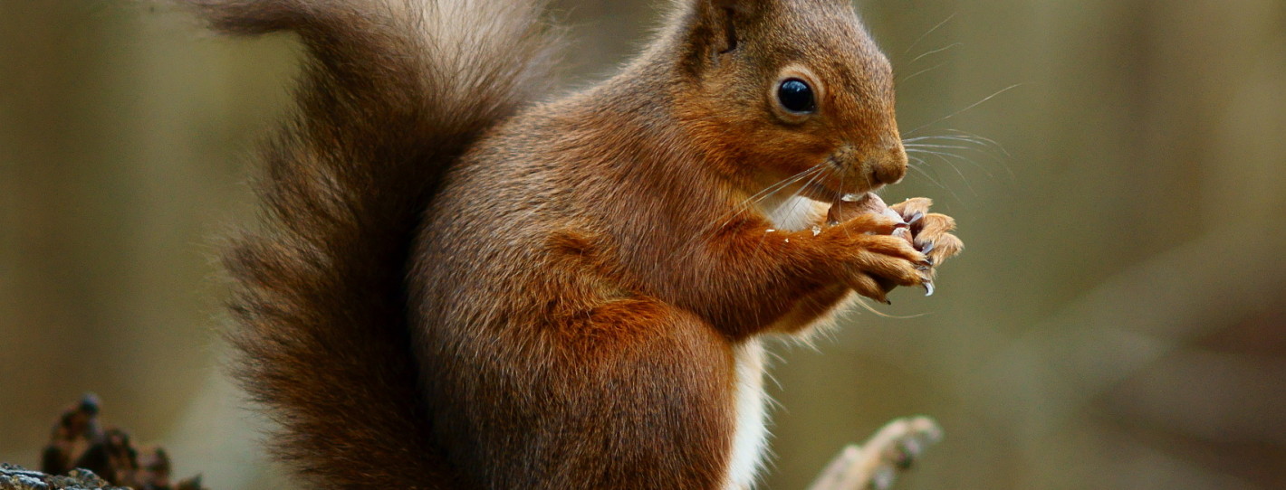 A Squirrel That Is Worried Hackers Might Steal Its Acorn