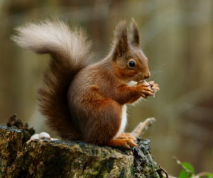 A Squirrel That Is Worried Hackers Might Steal Its Acorn