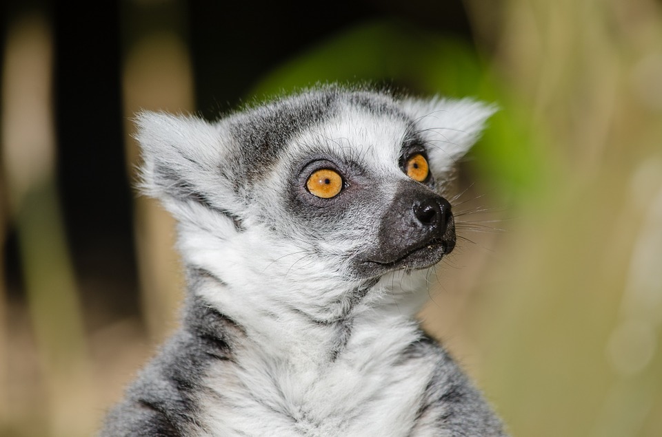 This lemur wants to know what is up with Caldera lately?