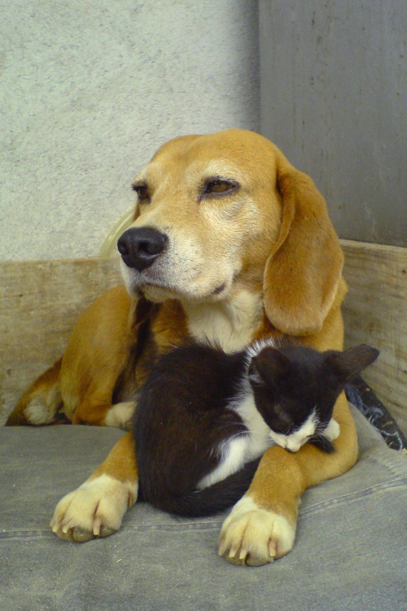 A Cat Cuddling With A Dog