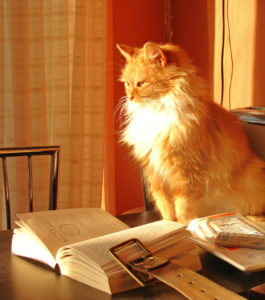 A Cat Reading A Book