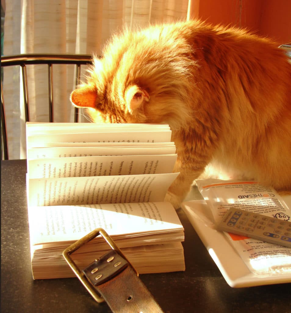 Cat with its face in a book