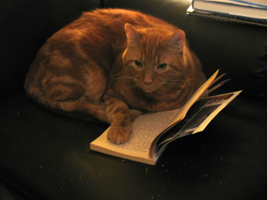 Cat in a book