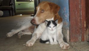 A Cat Cuddling With A Dog