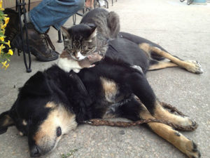 A cat sleeping on top of a dog