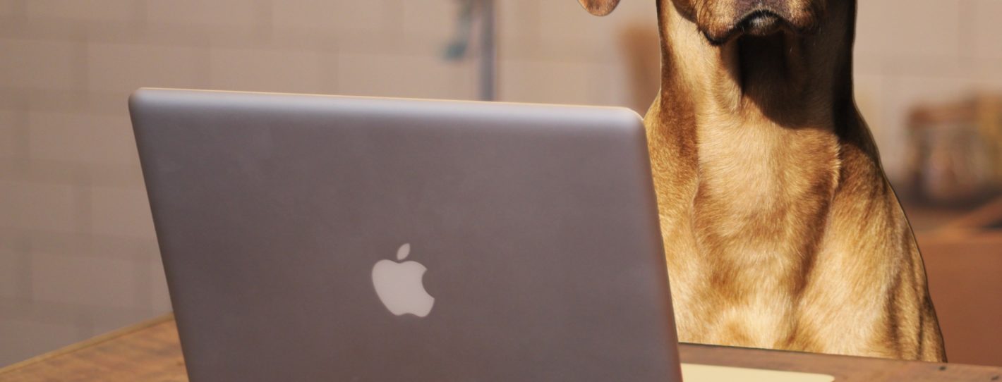 Dog with glasses using laptop computer