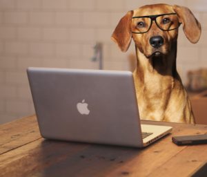 Dog with glasses using laptop computer