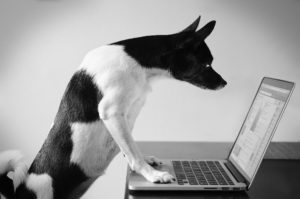 Dog using laptop computer