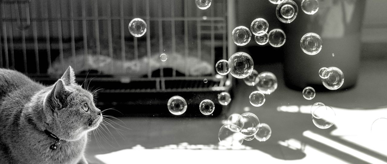 A cat looking at some bubbles in the air in this jQuery basics post.