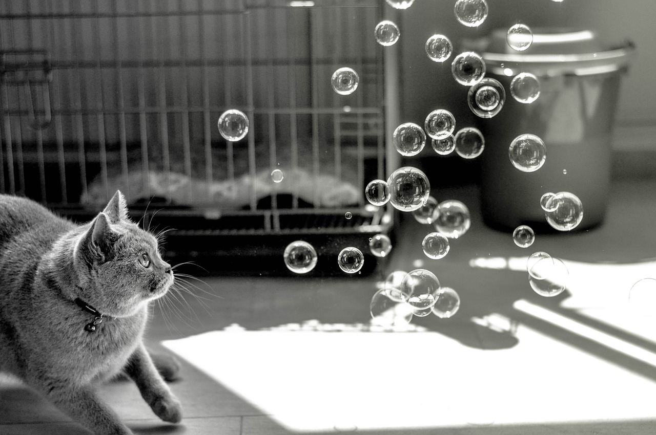 A cat looking at some bubbles in the air in this jQuery basics post.