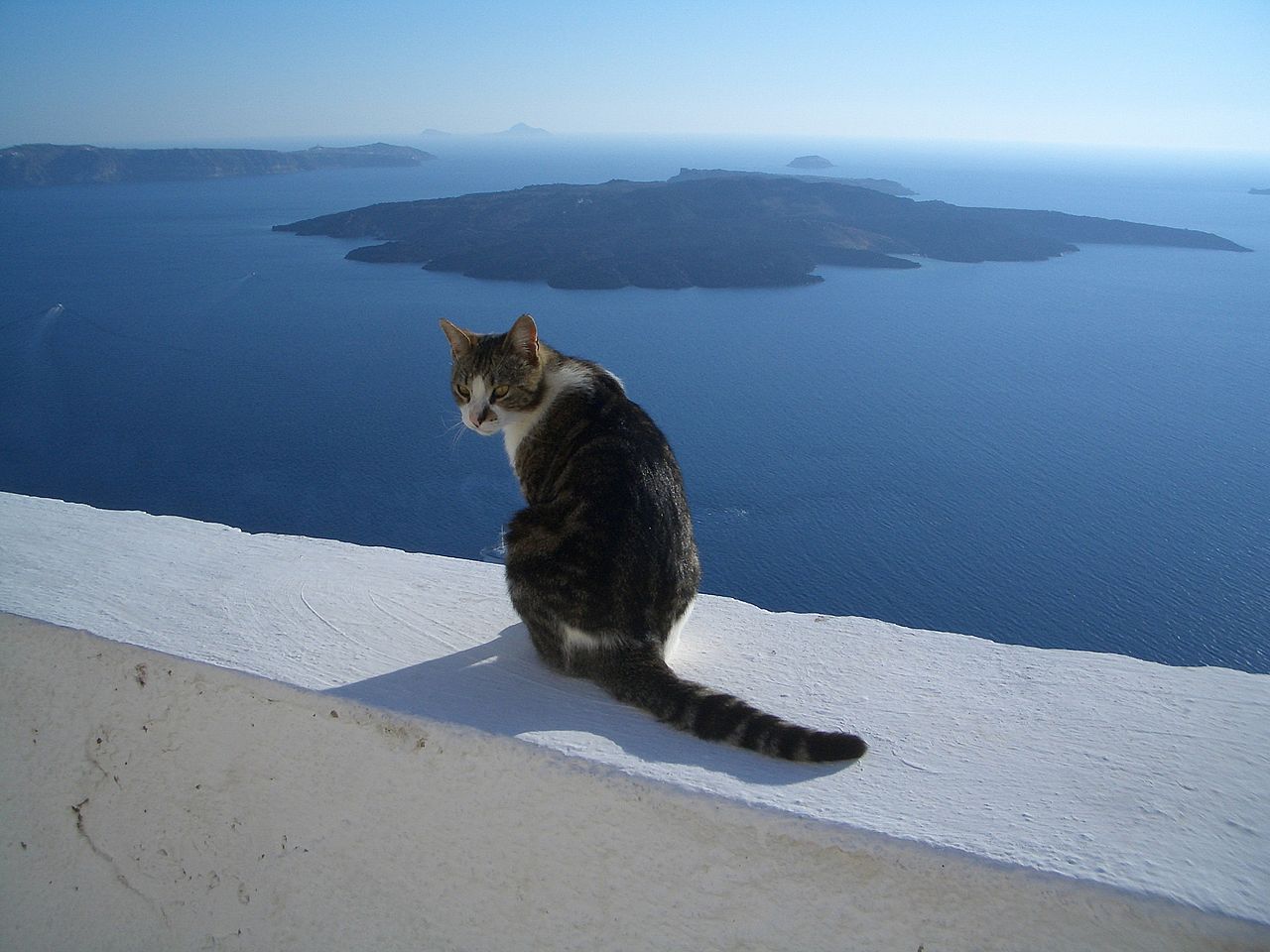 A cat sitting overlooking the Santorini Caldera