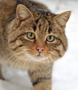 Picture of a Felis Silvestris