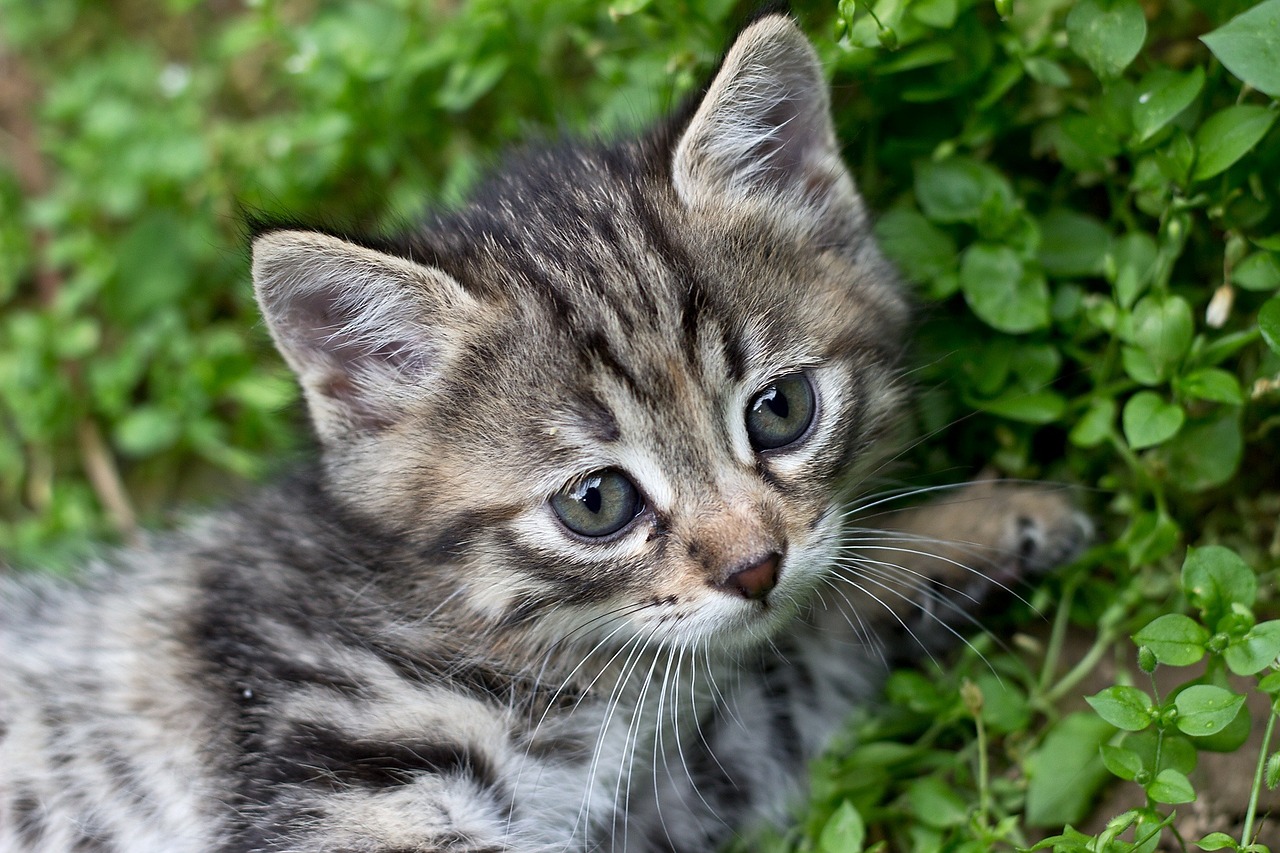 An Image of a Kitten Sitting on Grass